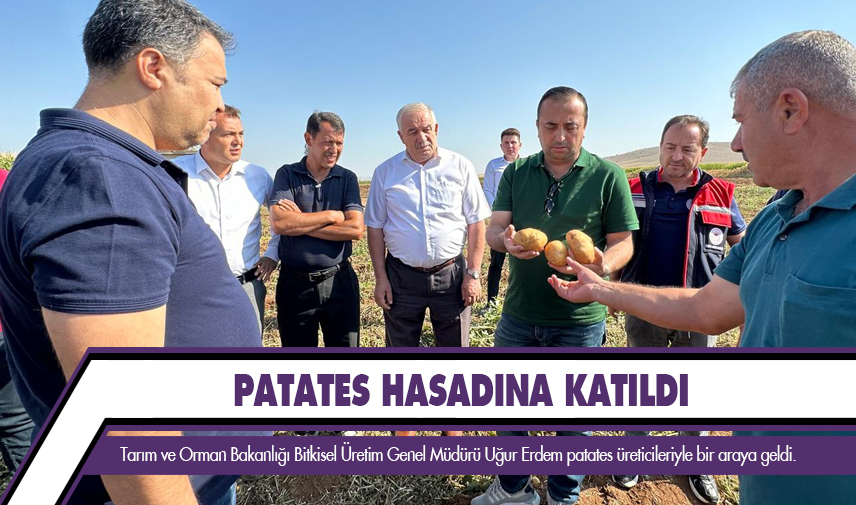 Patates hasadına katıldı